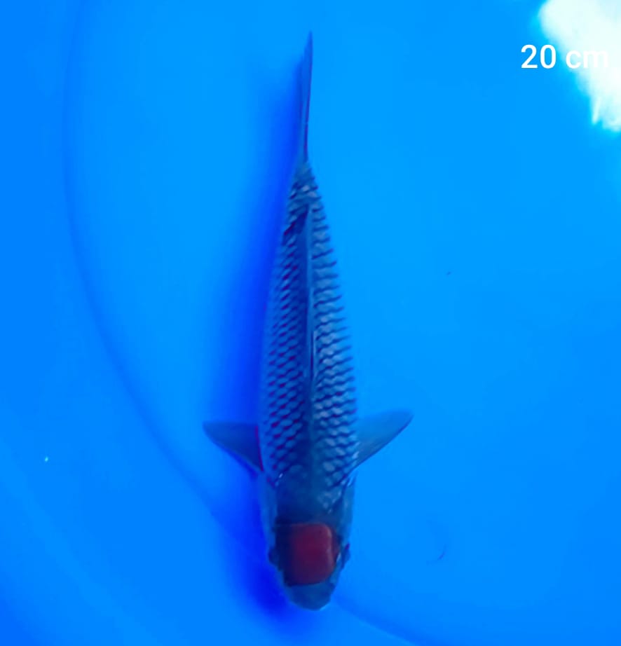 TANCHO OCHIBA 20cm