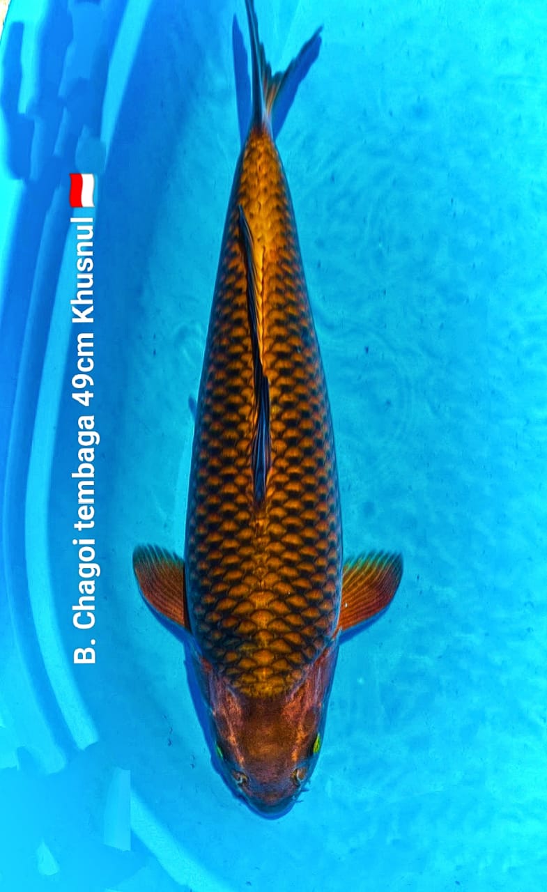 CHAGOI TEMBAGA BODY TEBAL KHUSNUL 49cm