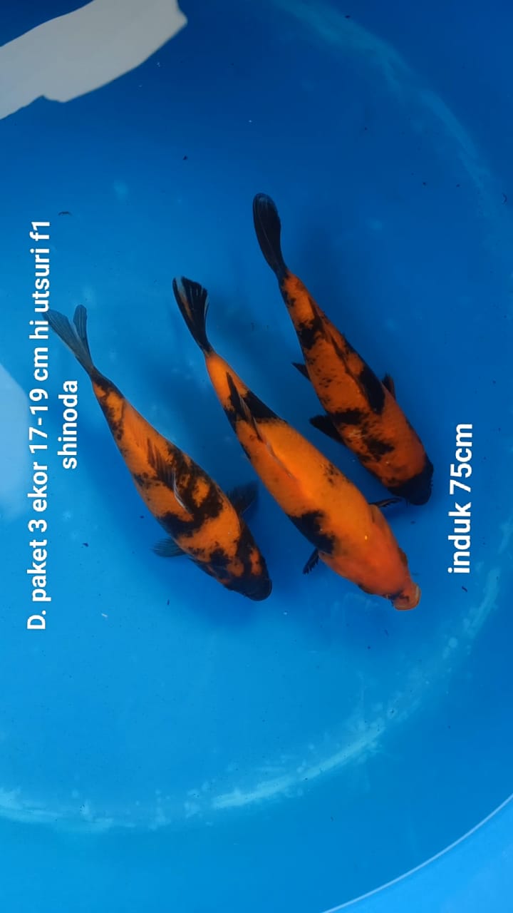 PAKET 3 EKOR HI UTSURI F1 SHINODA 1719cm