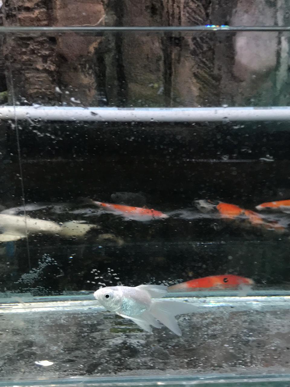 Ikan Koi BUTTERFLY HUDIELONG 6cm, lelang koi BUTTERFLY HUDIELONG 6cm, jual koi BUTTERFLY HUDIELONG 6cm, beli koi BUTTERFLY HUDIELONG 6cm, Lelang Koi Online, Jual Beli Ikan Koi, Pusat Jual Beli Koi, Info Lelang Koi Hari Ini, Platform Jual Beli Koi, Jual Beli Ikan Koi Online, Marketplace Ikan Koi, Jual Koi Terbaik, Tempat Beli Koi Berkualitas, Pasar Ikan Koi Online Terpercaya, Penjual Ikan Koi Terpercaya, Beli Koi Hias Online, Ikan Koi untuk Dijual, Koi Kualitas Terbaik, Toko Online Ikan Koi, Koi Hias Untuk Dijual, Jual Beli Ikan Koi Lokal, Koi Indonesia Online, Pusat Jual Beli Koi Terbesar
