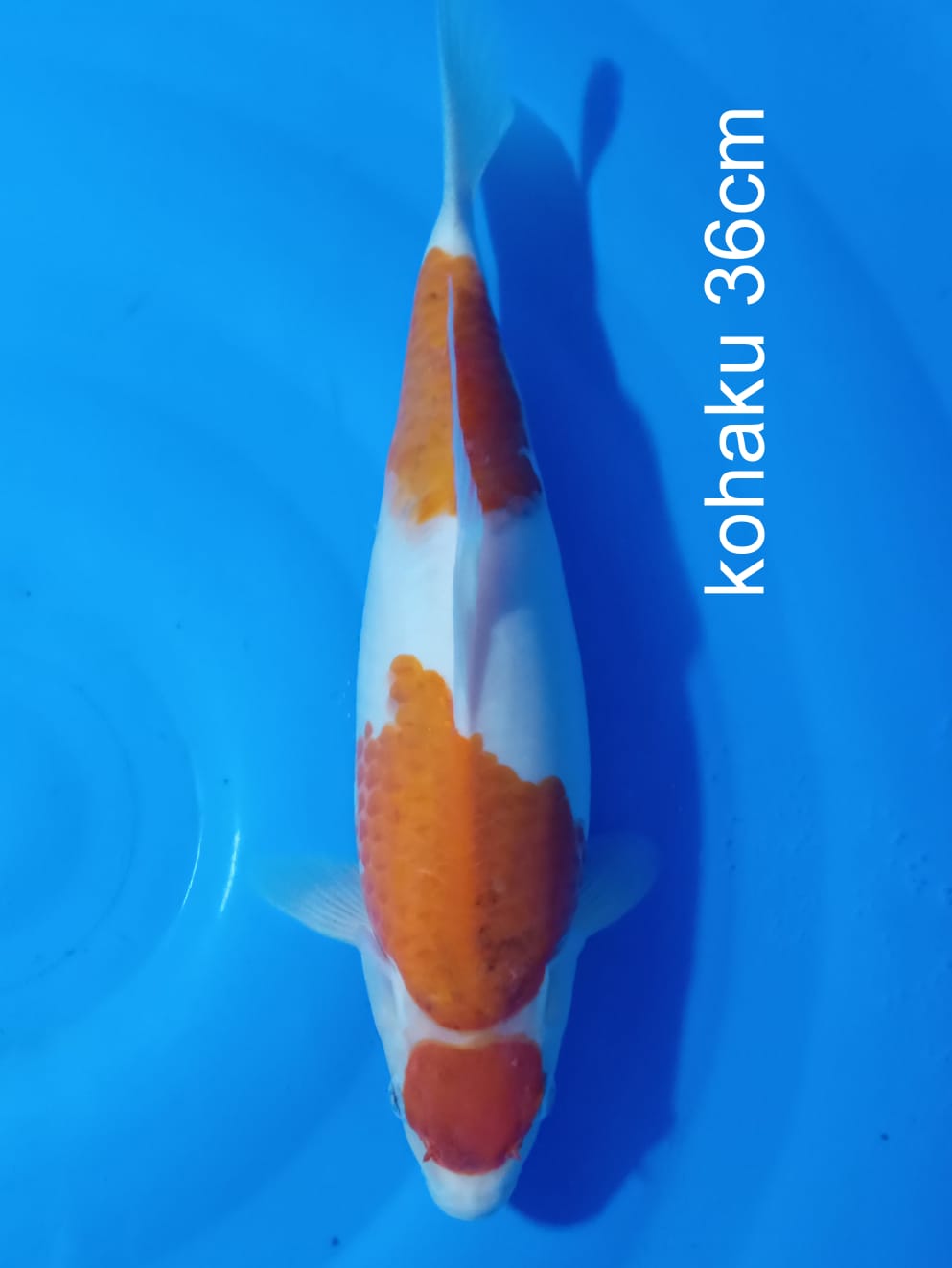 MARUTEN KOHAKU 36cm
