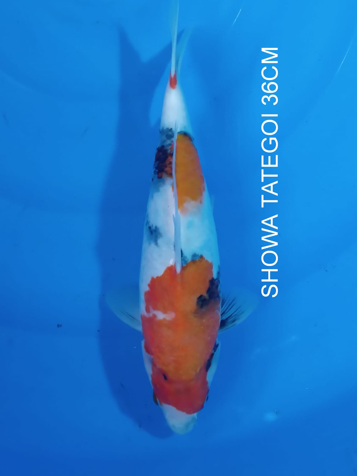 SHOWA TATEGOI 36cm BL AKF