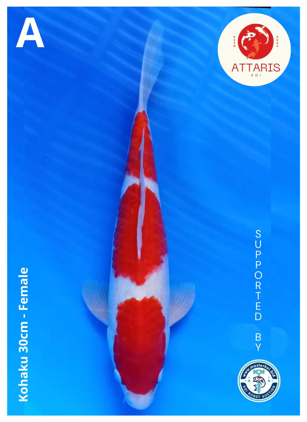 KOHAKU 30cm