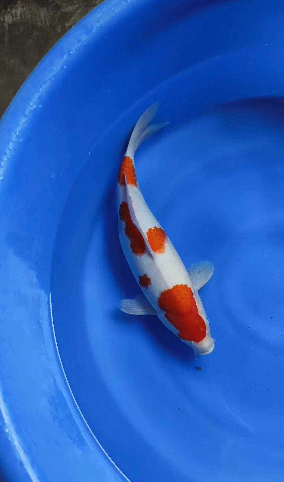 KOHAKU LINE AKF 40cm