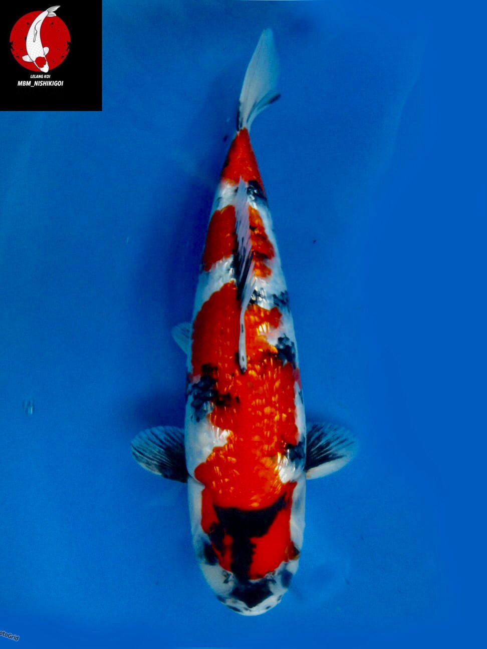 SEPECIAL SUPER SHOWA GINGRIN FULL TATEGOI 37cm MALE