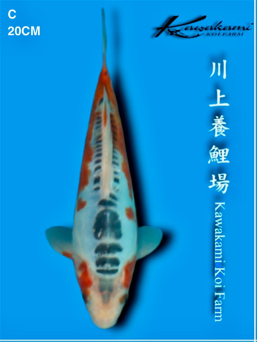 Ikan Koi SHUSUI IMPORT KAWAKAMI KOI FARM 20cm, lelang koi SHUSUI IMPORT KAWAKAMI KOI FARM 20cm, jual koi SHUSUI IMPORT KAWAKAMI KOI FARM 20cm, beli koi SHUSUI IMPORT KAWAKAMI KOI FARM 20cm, Lelang Koi Online, Jual Beli Ikan Koi, Pusat Jual Beli Koi, Info Lelang Koi Hari Ini, Platform Jual Beli Koi, Jual Beli Ikan Koi Online, Marketplace Ikan Koi, Jual Koi Terbaik, Tempat Beli Koi Berkualitas, Pasar Ikan Koi Online Terpercaya, Penjual Ikan Koi Terpercaya, Beli Koi Hias Online, Ikan Koi untuk Dijual, Koi Kualitas Terbaik, Toko Online Ikan Koi, Koi Hias Untuk Dijual, Jual Beli Ikan Koi Lokal, Koi Indonesia Online, Pusat Jual Beli Koi Terbesar