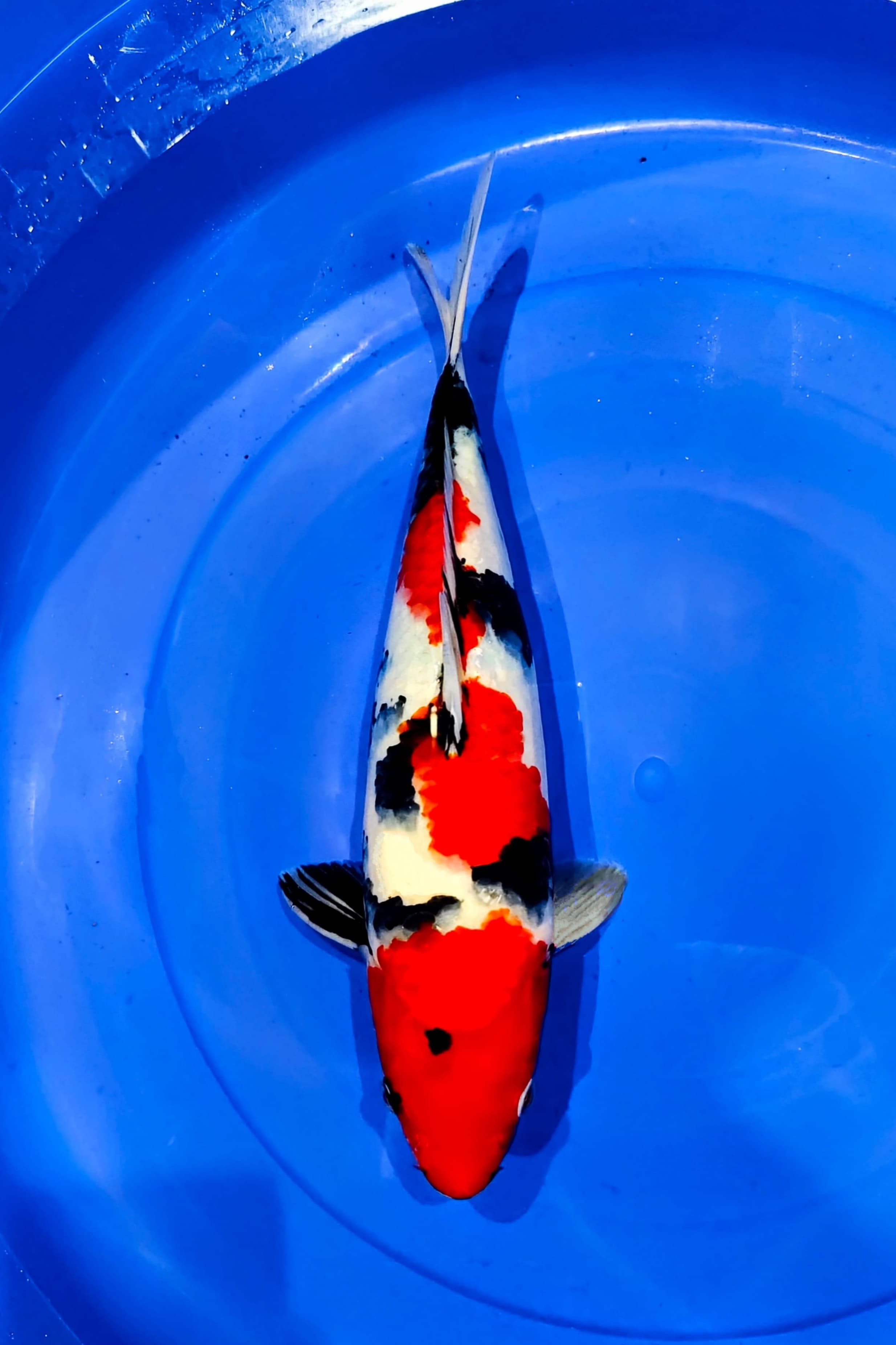 SHOWA 37cm HQ
