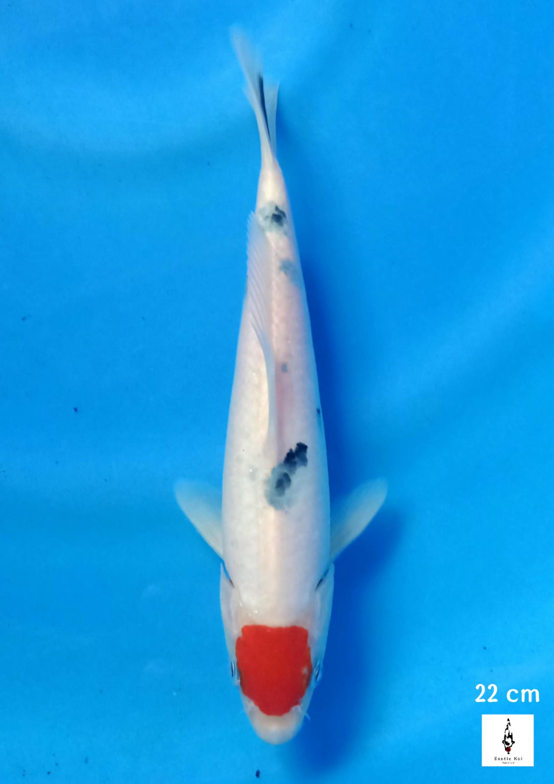 TANCHO SANKE 22cm