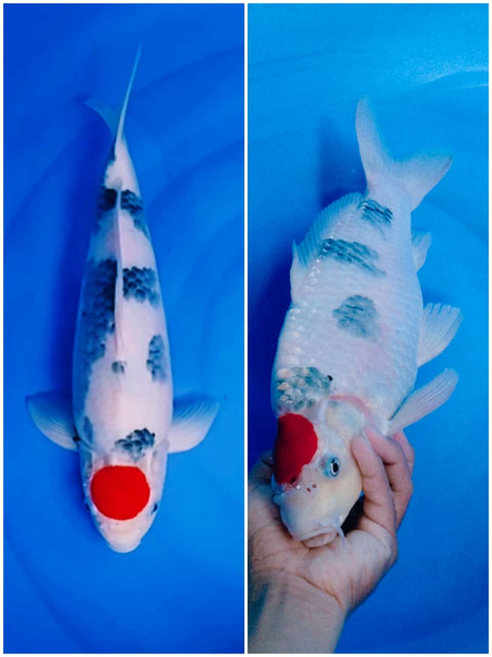TANCHO SHOWA JANTAN TATEGOI F1 ISA SUPER PUNUK PANGKAL GEDE SKIN ORI CUT MERAPIKAN DIKIT 44cm