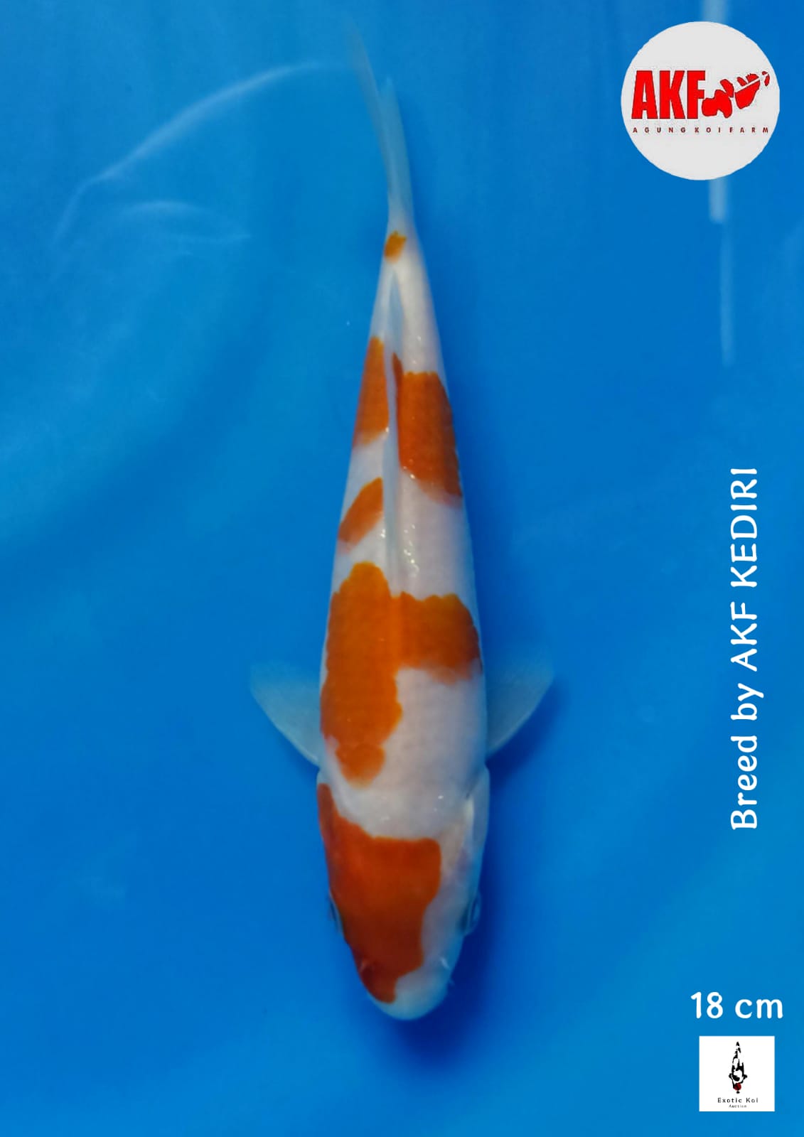KOHAKU AKF ORIGINAL PATERN HALUS 18cm