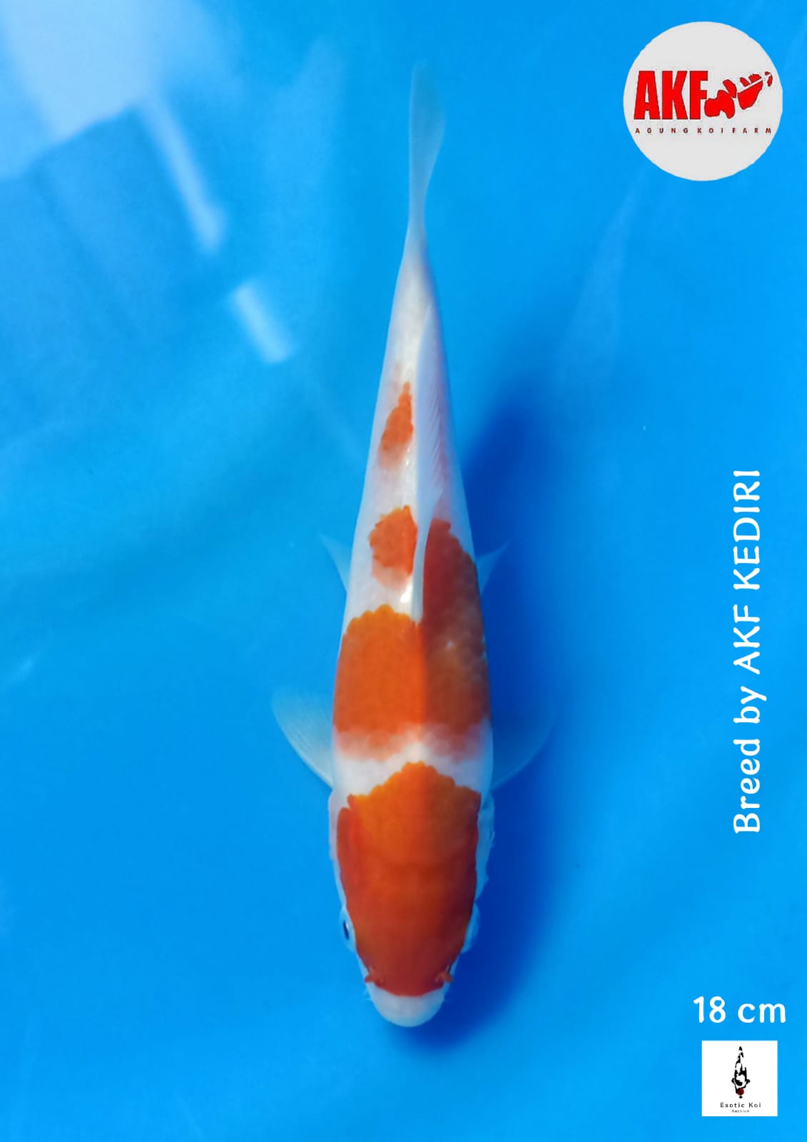 KOHAKU AKF ORIGINAL PATERN 18cm