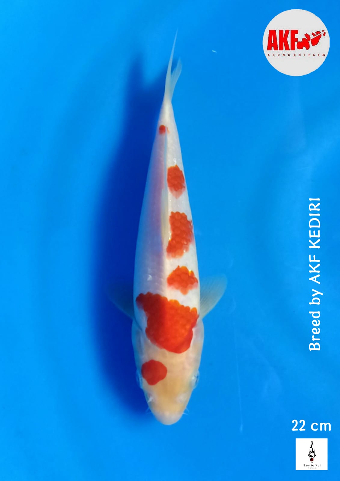 KOHAKU AKF ORIGINAL PATERN 22cm