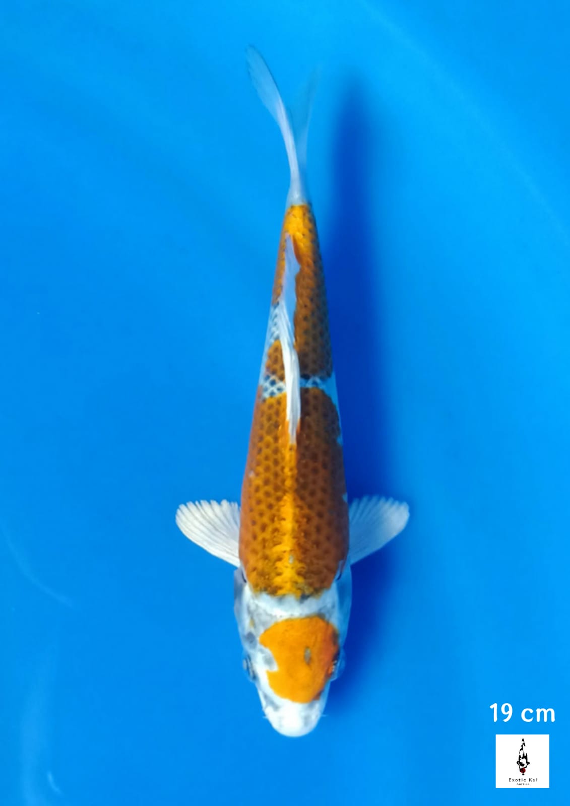 MARUTEN KUJAKU 19cm