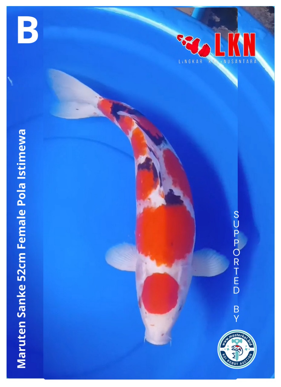 MARUTEN SANKE 52cm