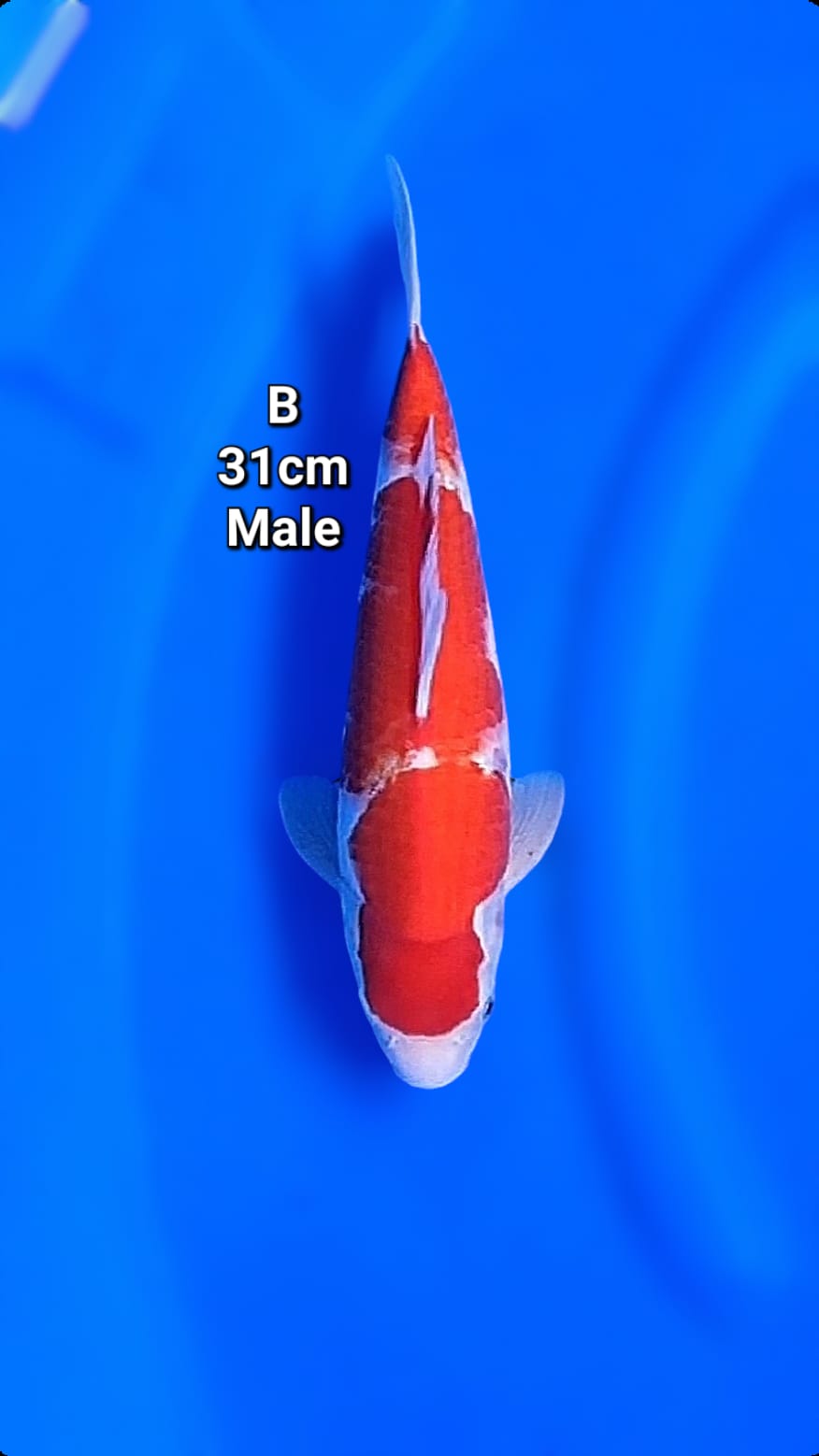 KOHAKU BENY STRONG 31cm