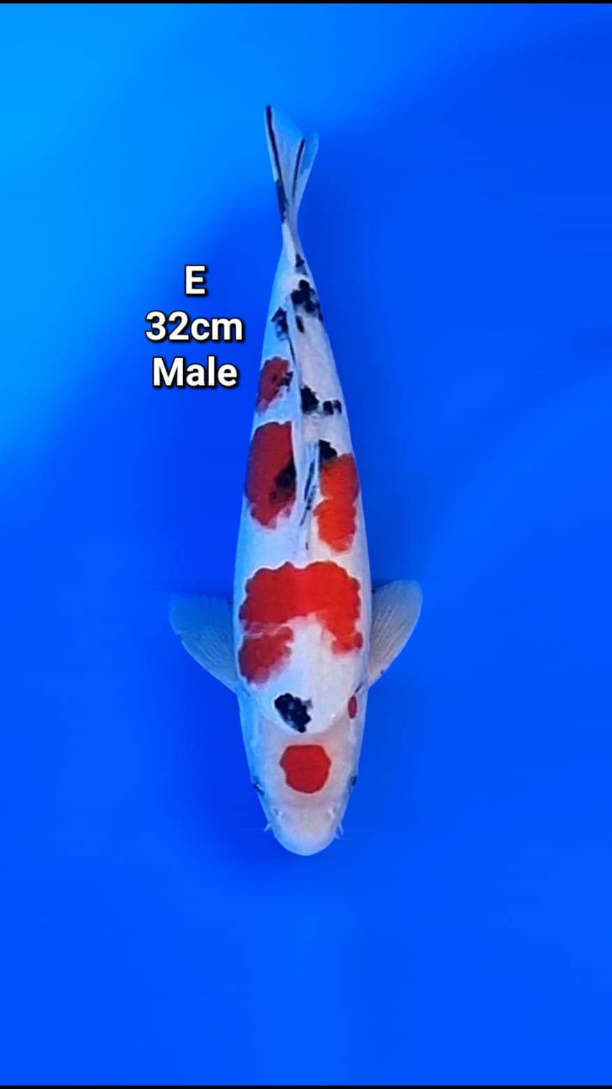 TAISHO SANSHOKU 32cm
