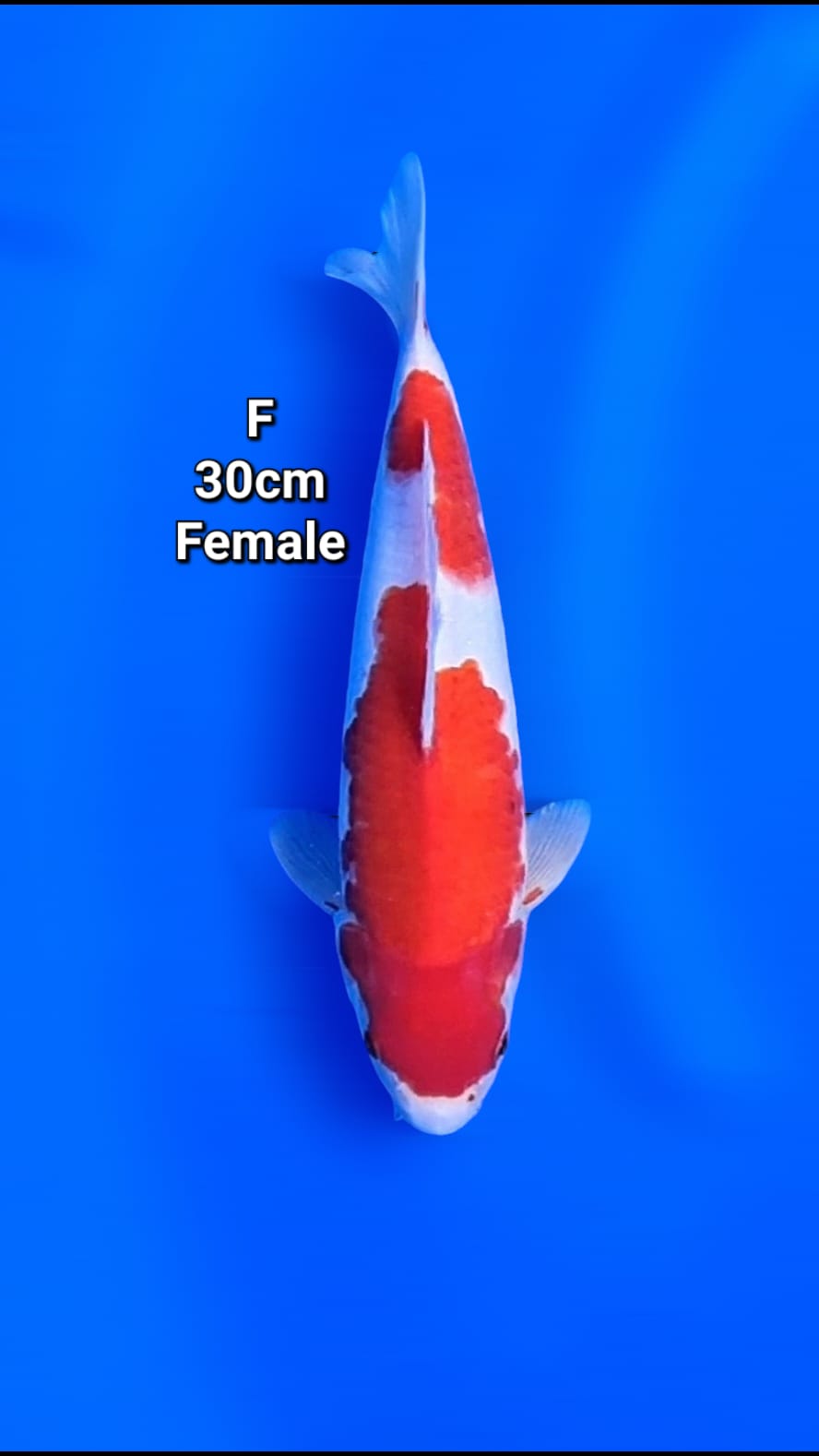 KOHAKU BENY STRONG 30cm