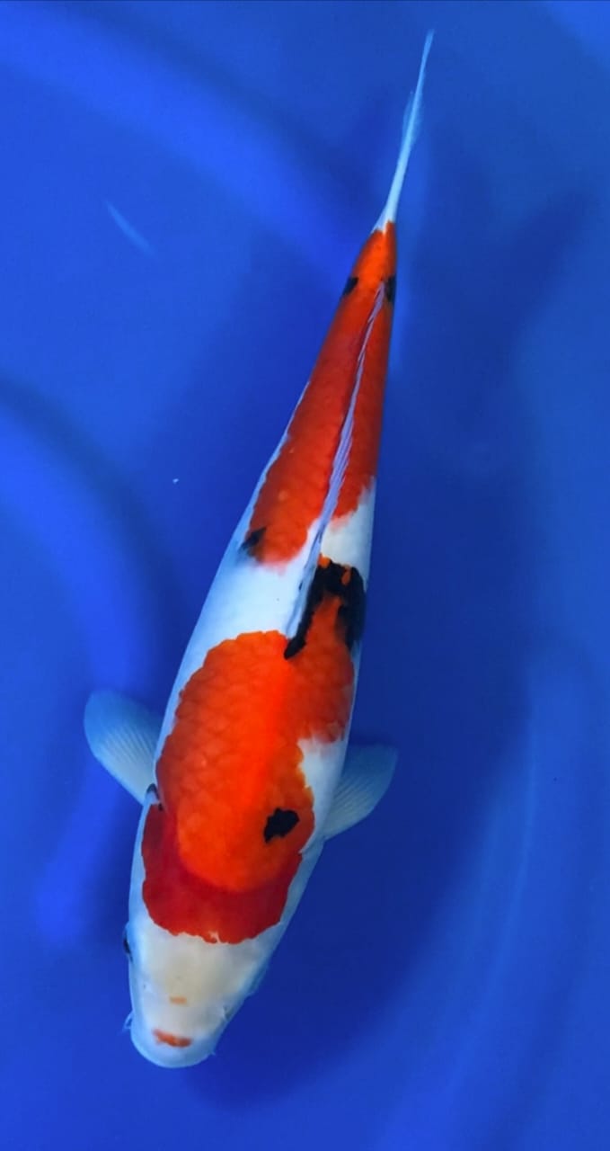 SHOWA F1 OMOSAKO 43cm
