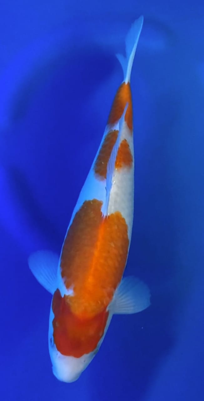 KOHAKU F1 OMOSAKO 40cm