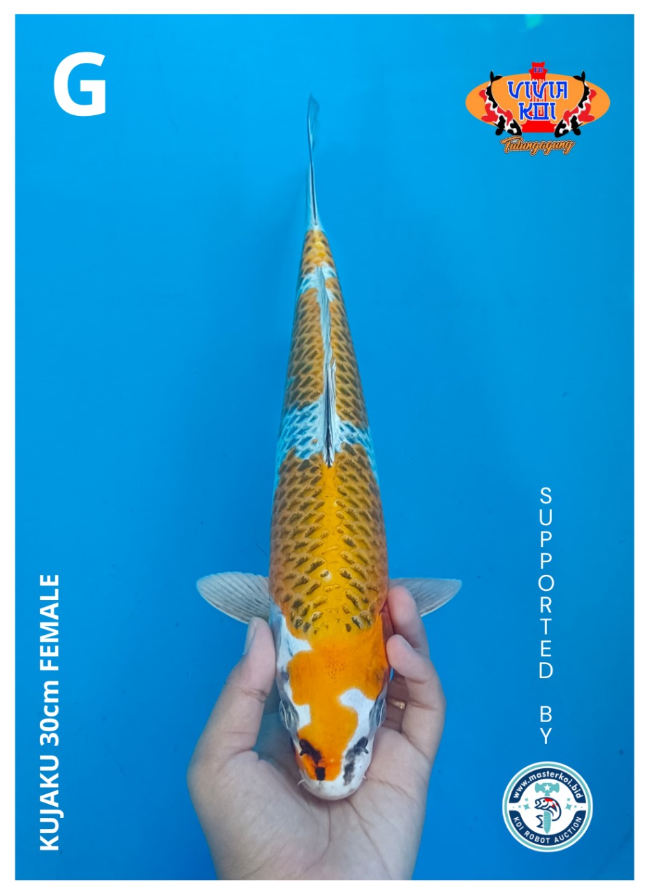 KUJAKU 30cm