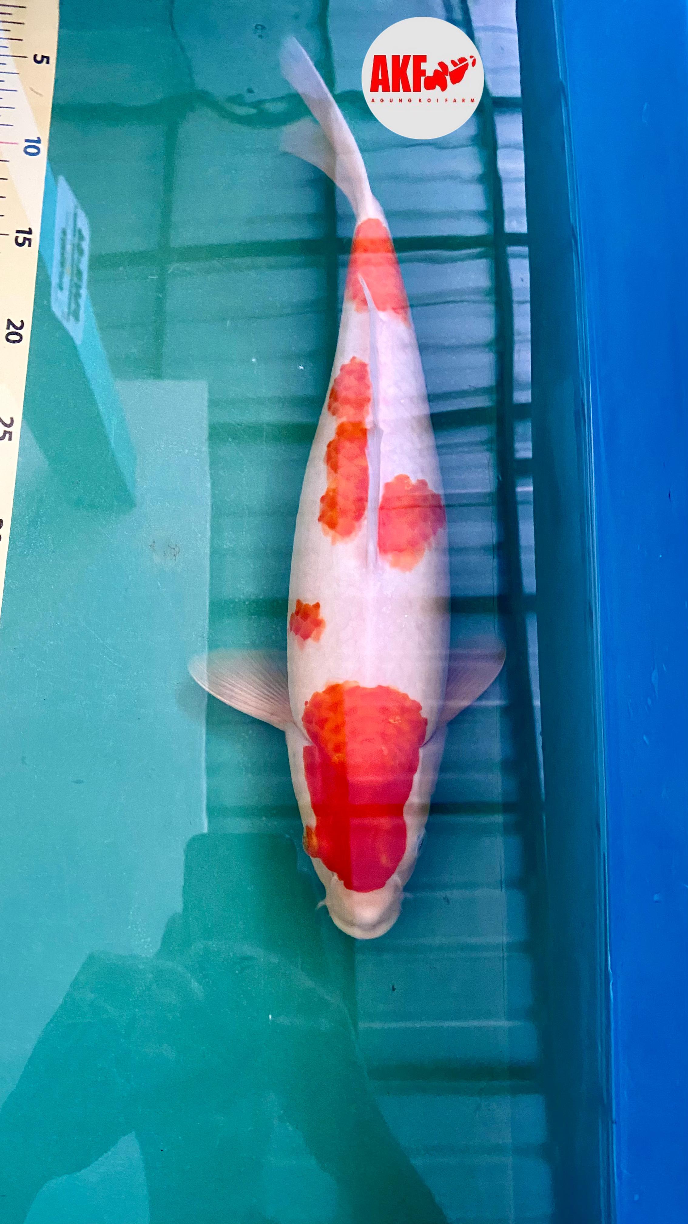 KOHAKU LINE AKF KORBAN BNR 40cm