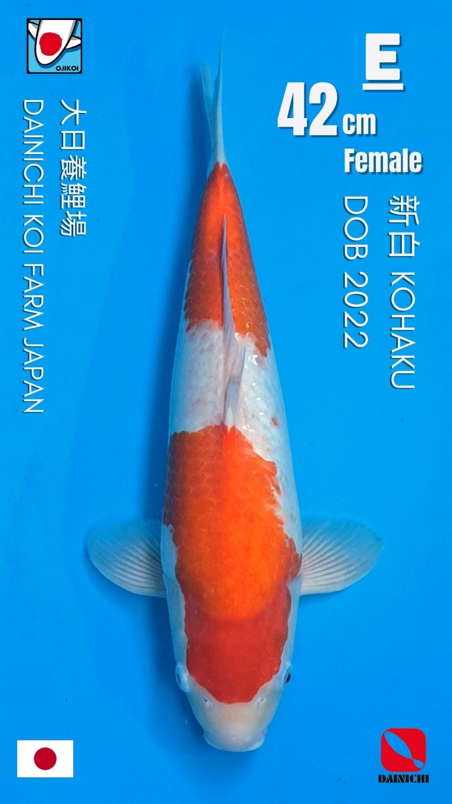 KOHAKU BODY TEBAL DAINICHI KOI FARM JAPAN DOB 2022 42cm