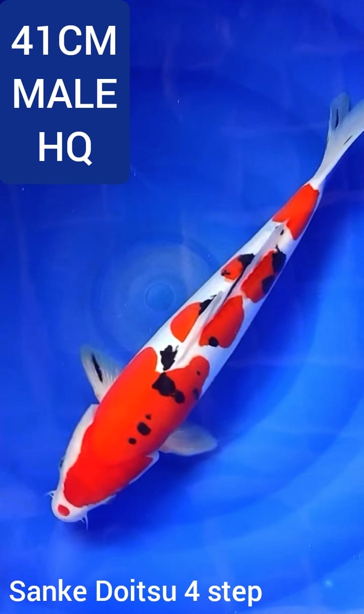 Lelang Koi Online, Jual Beli Ikan Koi, Pusat Jual Beli Koi, Info Lelang Koi Hari Ini, Platform Jual Beli Koi, Jual Beli Ikan Koi Online, Marketplace Ikan Koi, Jual Koi Terbaik, Tempat Beli Koi Berkualitas, Pasar Ikan Koi Online Terpercaya, Penjual Ikan Koi Terpercaya, Beli Koi Hias Online, Ikan Koi untuk Dijual, Koi Kualitas Terbaik, Toko Online Ikan Koi, Koi Hias Untuk Dijual, Jual Beli Ikan Koi Lokal, Koi Indonesia Online, Pusat Jual Beli Koi Terbesar