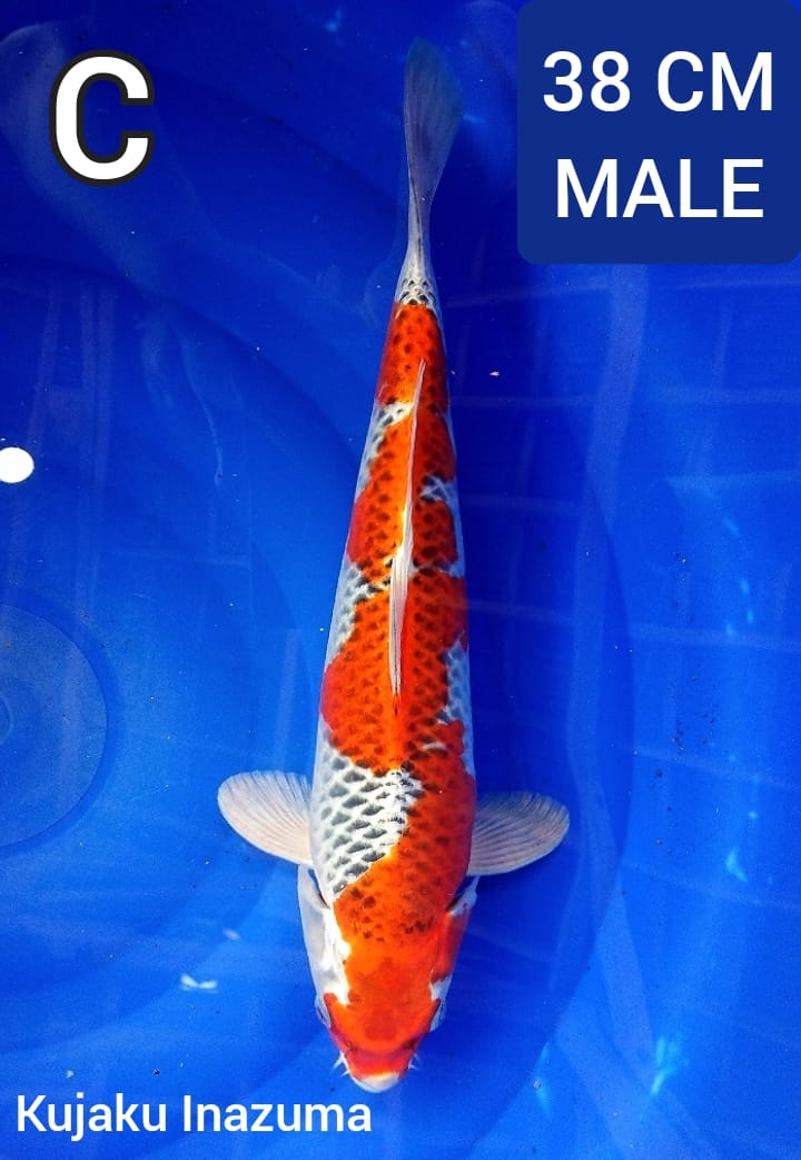 Lelang Koi Online, Jual Beli Ikan Koi, Pusat Jual Beli Koi, Info Lelang Koi Hari Ini, Platform Jual Beli Koi, Jual Beli Ikan Koi Online, Marketplace Ikan Koi, Jual Koi Terbaik, Tempat Beli Koi Berkualitas, Pasar Ikan Koi Online Terpercaya, Penjual Ikan Koi Terpercaya, Beli Koi Hias Online, Ikan Koi untuk Dijual, Koi Kualitas Terbaik, Toko Online Ikan Koi, Koi Hias Untuk Dijual, Jual Beli Ikan Koi Lokal, Koi Indonesia Online, Pusat Jual Beli Koi Terbesar