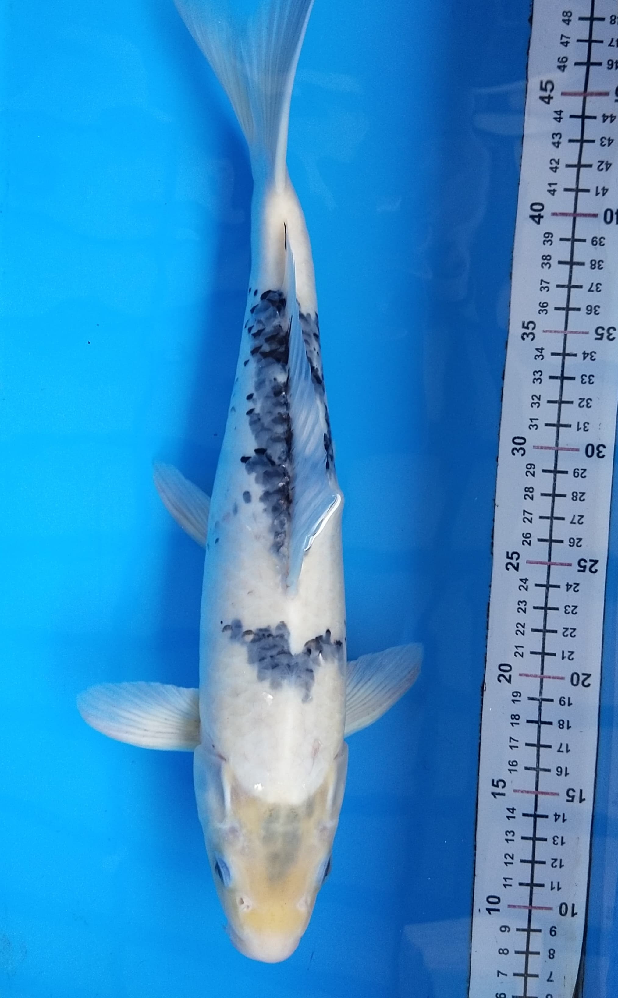 SHIRO TATEGOI 40cm M HQ SKIN PUTIH PANGKAL EKOR TEBAL NO CACAT