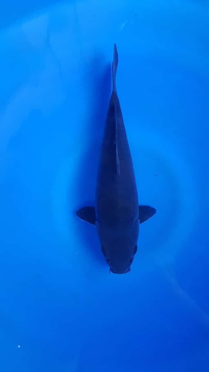 BLACK MAMBA 28cm