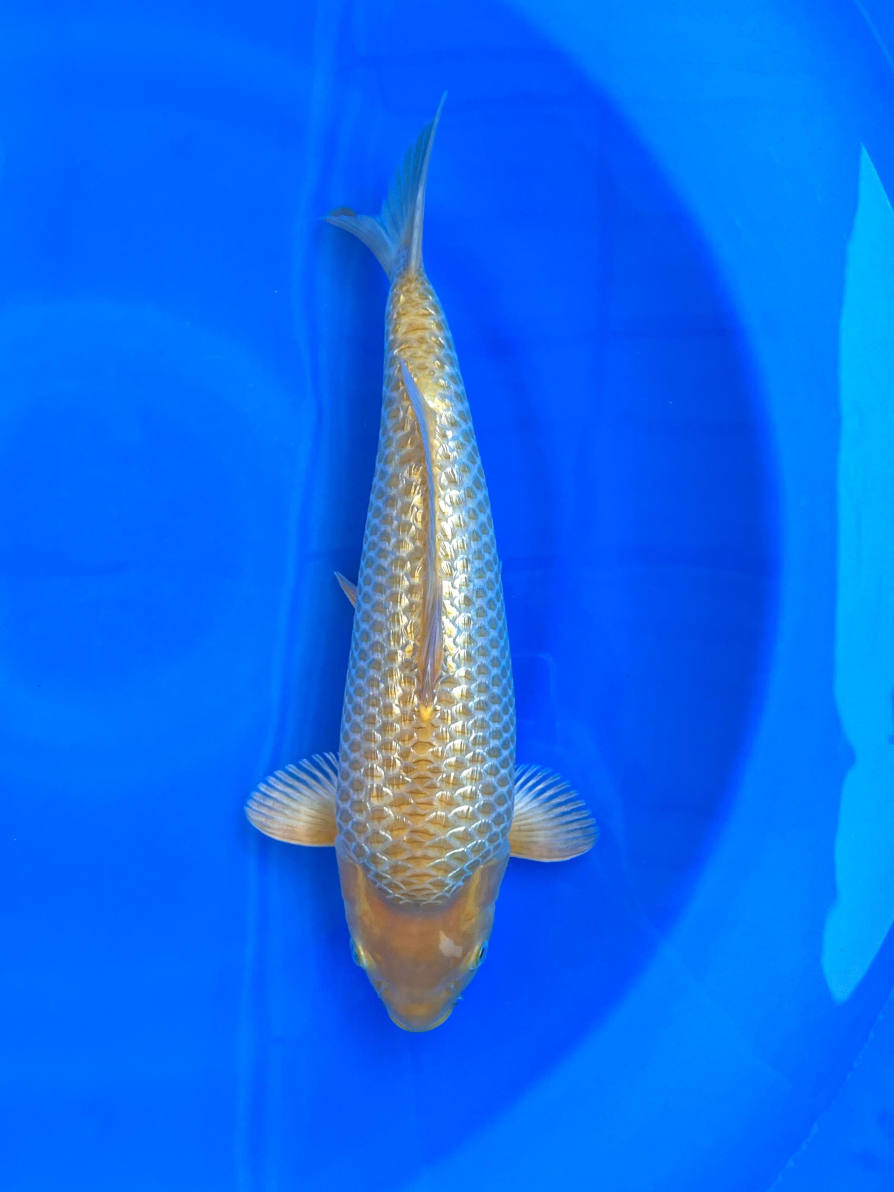 CARAMEL GINDRIN HQ 37cm