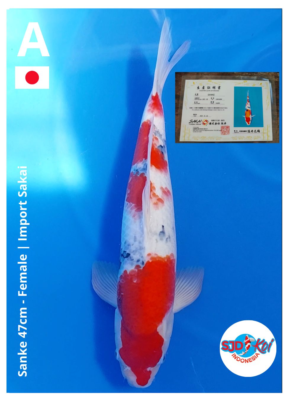 SANKE 47cm