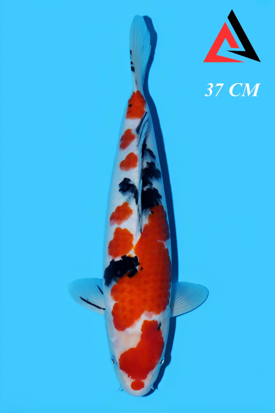 TAISHO SANKE ORIGINAL PATTERN 37cm UNKNOWN LOCAL BREEDER