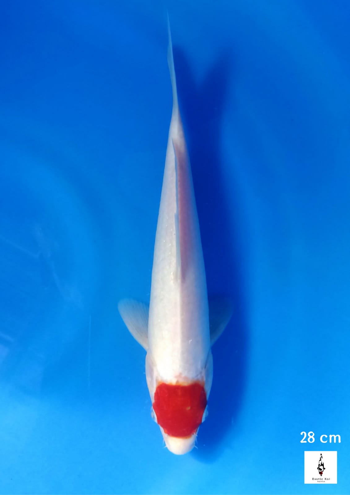 TANCHO KOHAKU 28cm