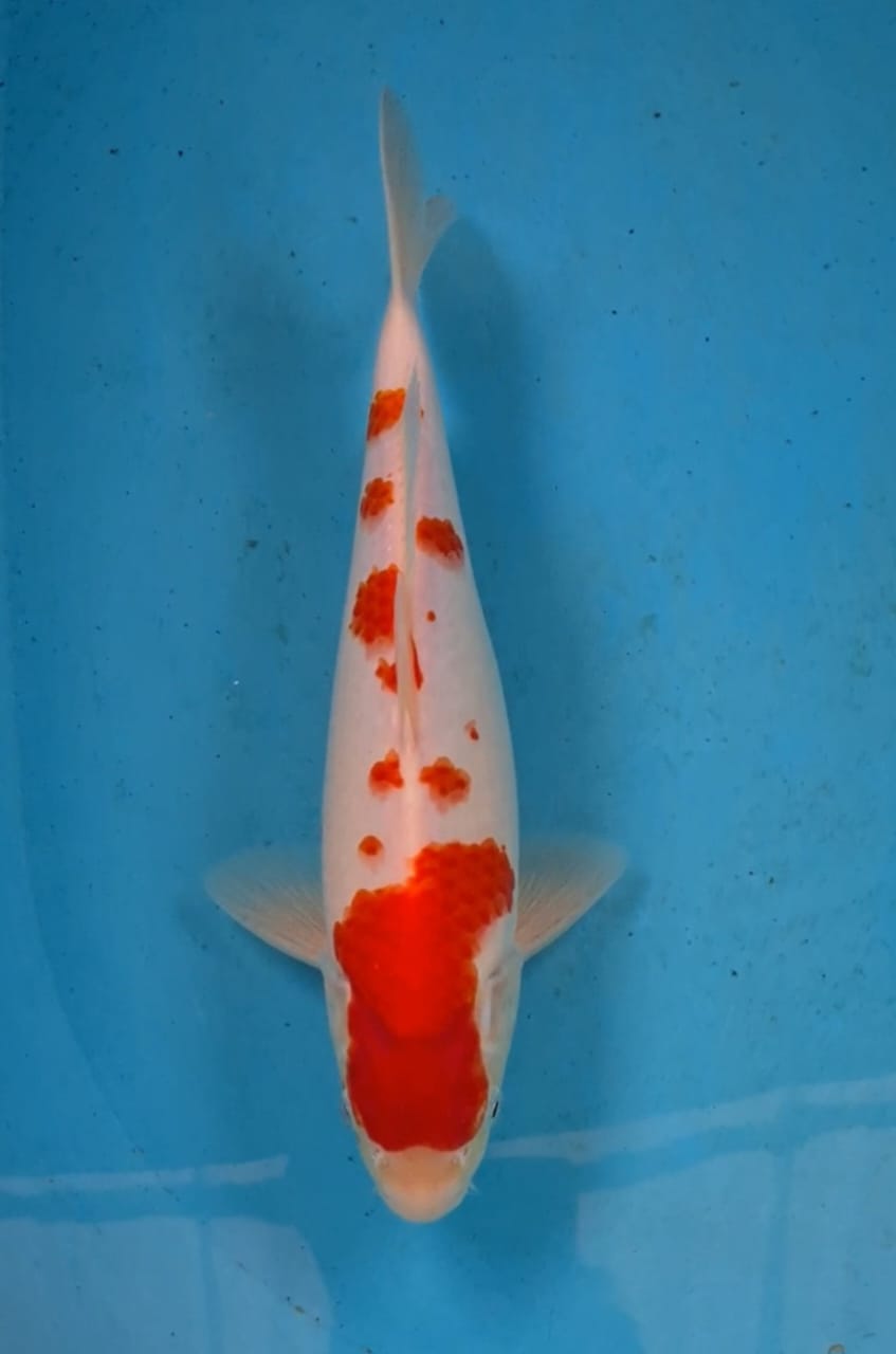 Lelang Koi Online, Jual Beli Ikan Koi, Pusat Jual Beli Koi, Info Lelang Koi Hari Ini, Platform Jual Beli Koi, Jual Beli Ikan Koi Online, Marketplace Ikan Koi, Jual Koi Terbaik, Tempat Beli Koi Berkualitas, Pasar Ikan Koi Online Terpercaya, Penjual Ikan Koi Terpercaya, Beli Koi Hias Online, Ikan Koi untuk Dijual, Koi Kualitas Terbaik, Toko Online Ikan Koi, Koi Hias Untuk Dijual, Jual Beli Ikan Koi Lokal, Koi Indonesia Online, Pusat Jual Beli Koi Terbesar