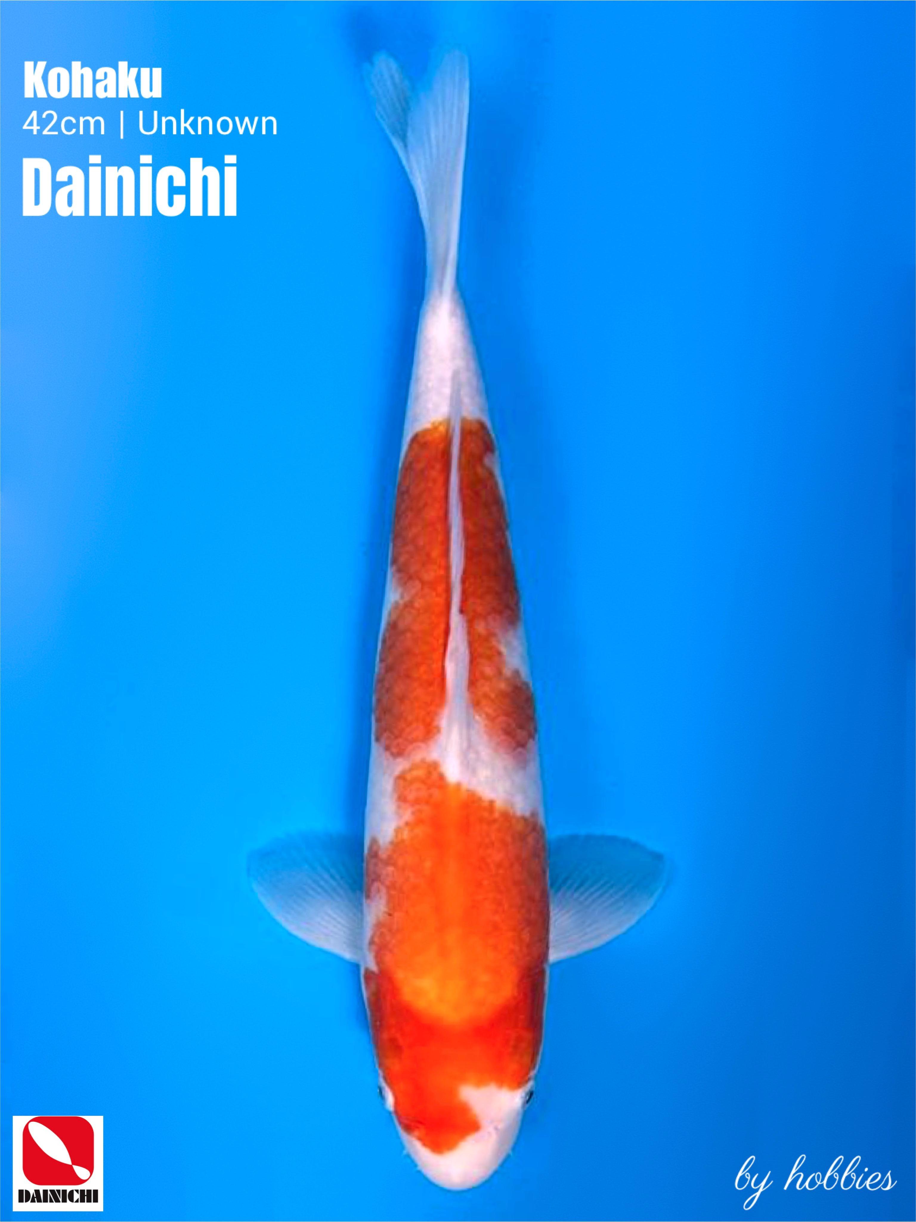 DAINICHI KOHAKU 42cm