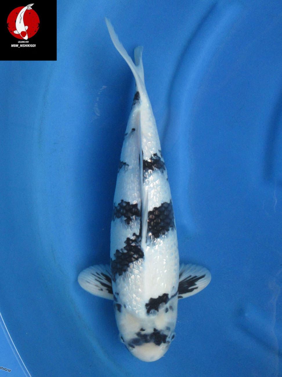 SEPECIAL SUPER SHIRO FULL GINGRIN F1 SAKAI 44cm MALE