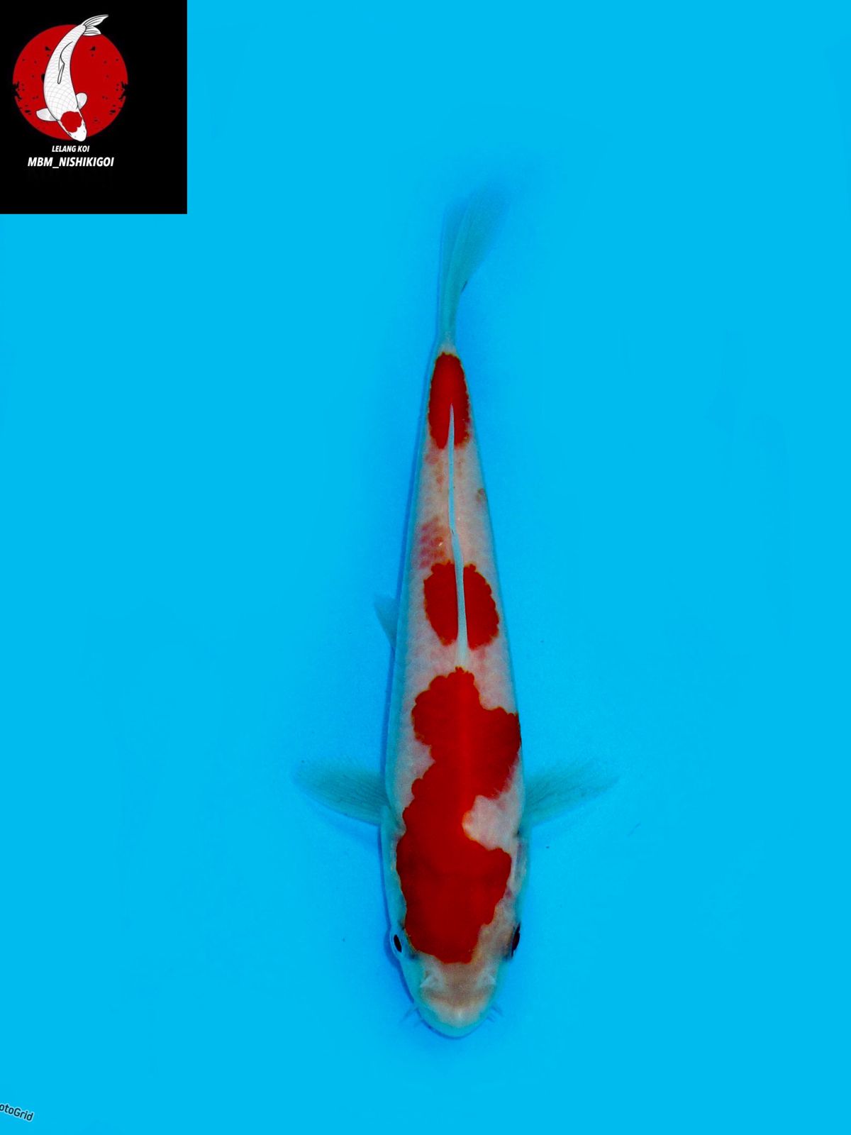 SEPECIAL KOHAKU F1 SAKAI 15cm UNCHEK