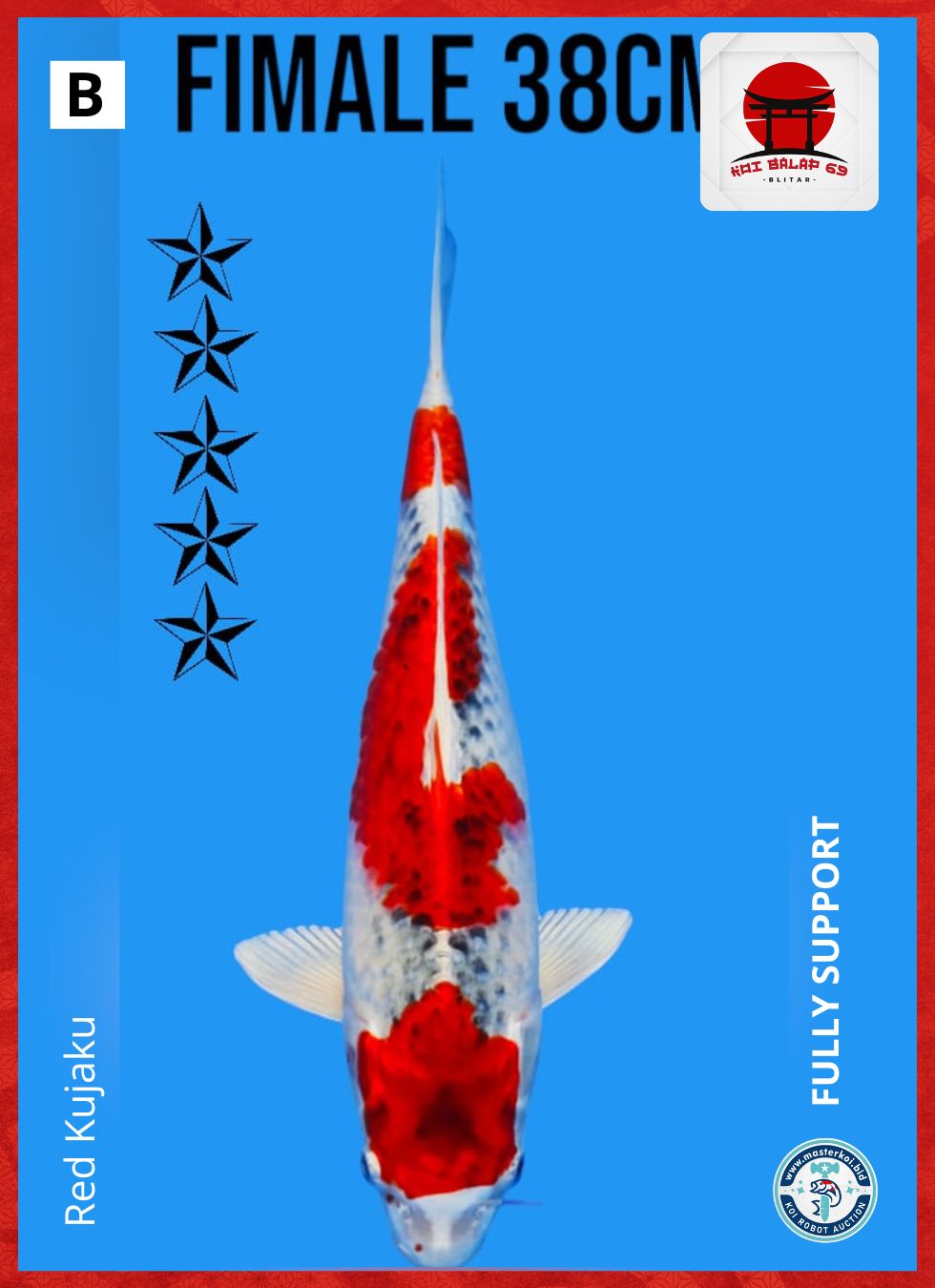 RED KUJAKU 38cm
