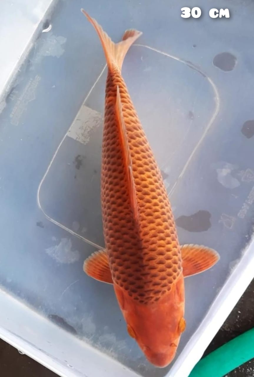 KARAMEL SQ 30cm
