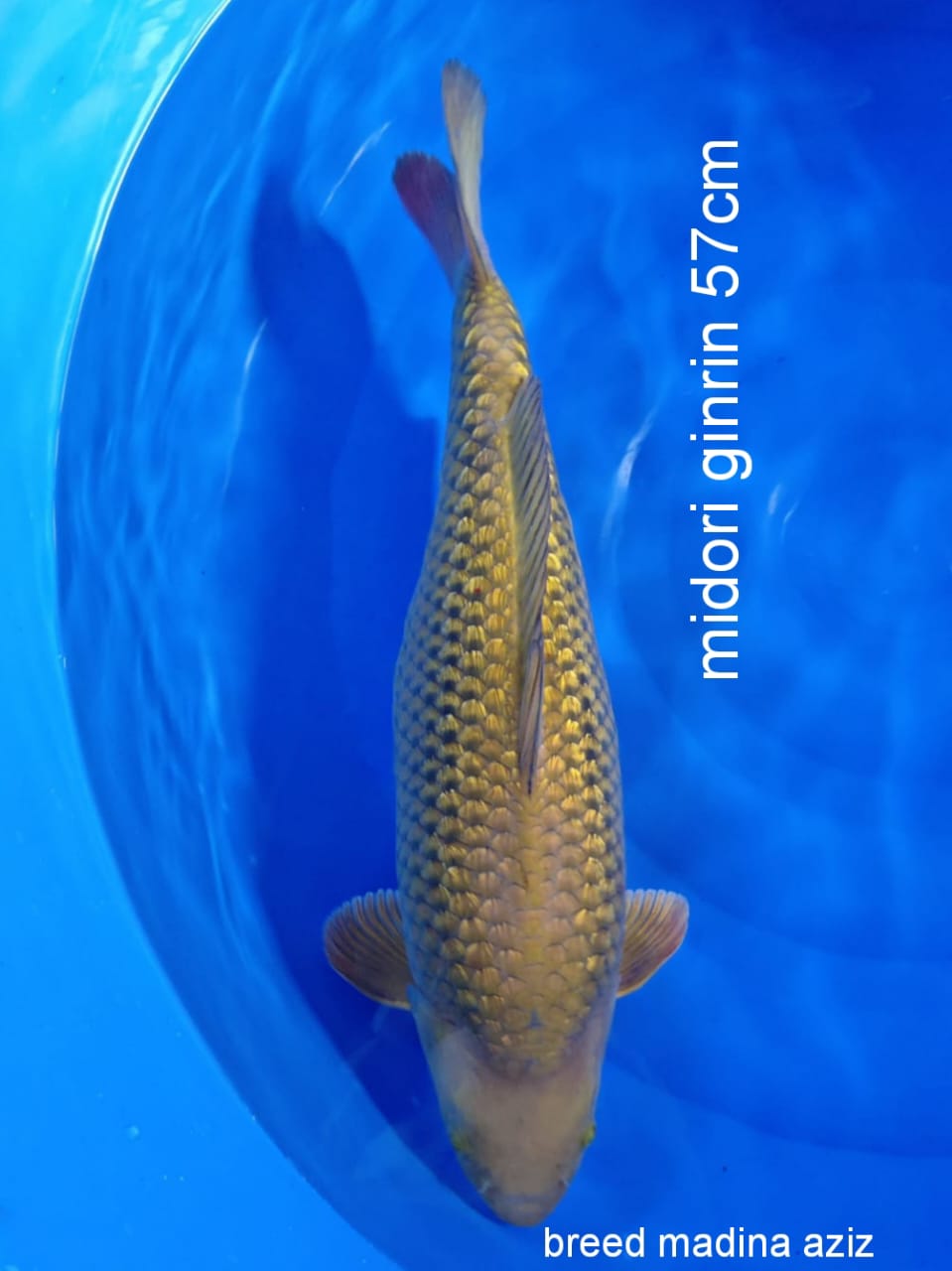 MIDORI GINRIN HQ BREED MADINA AZIZ 57cm