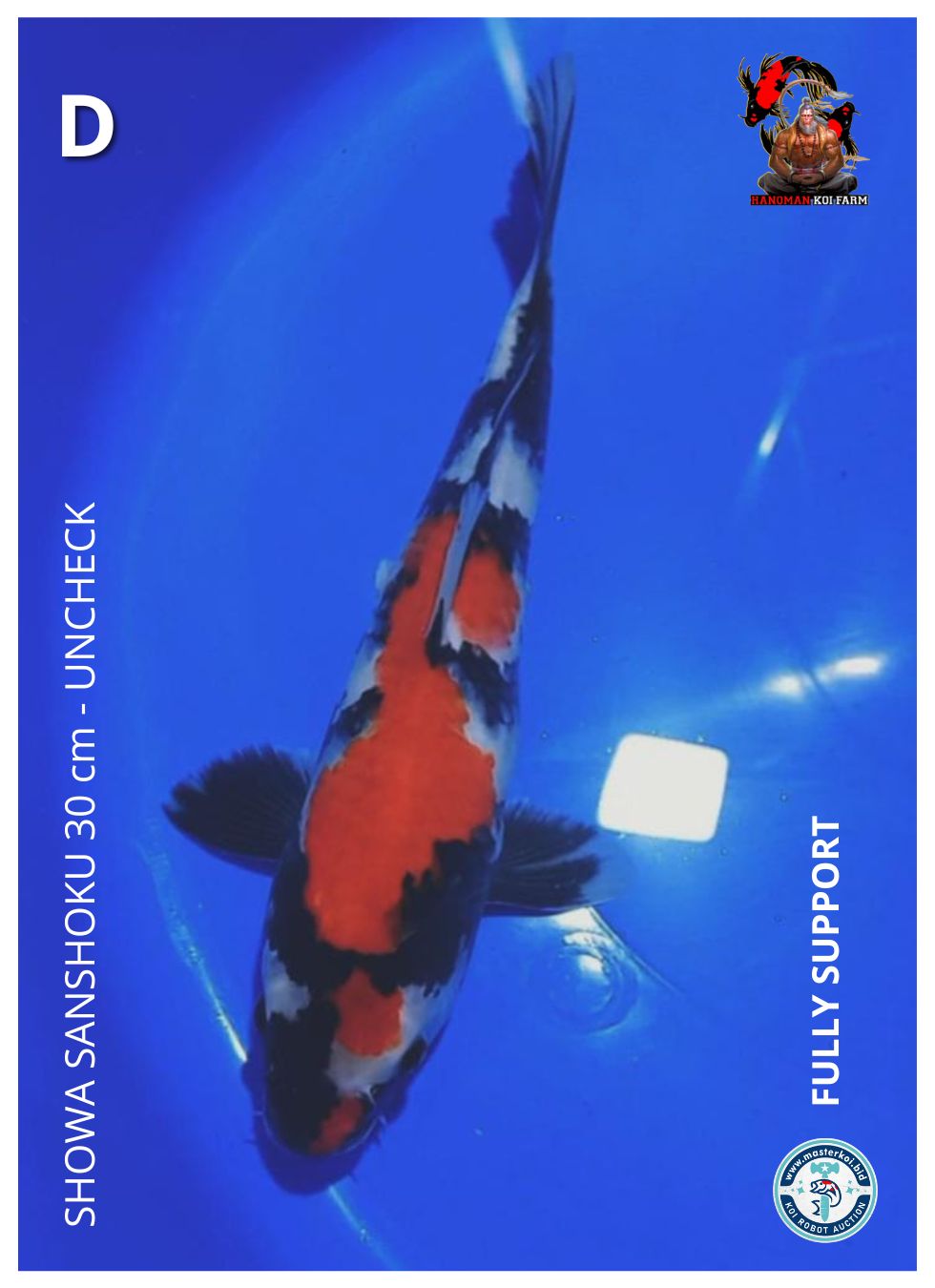SHOWA SANSHOKU 30cm
