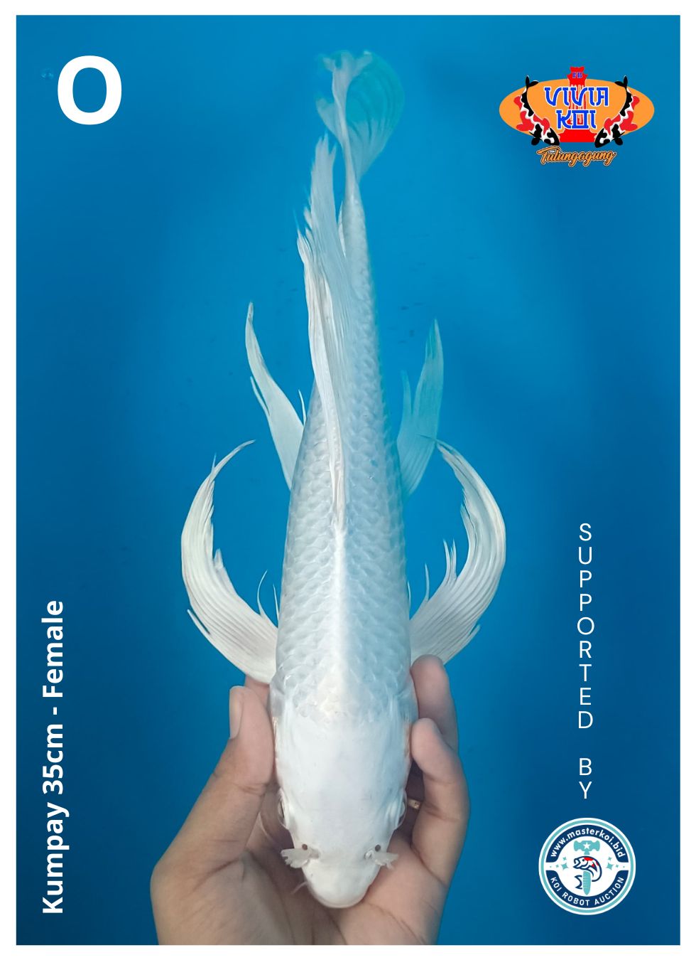 KUMPAY 35cm