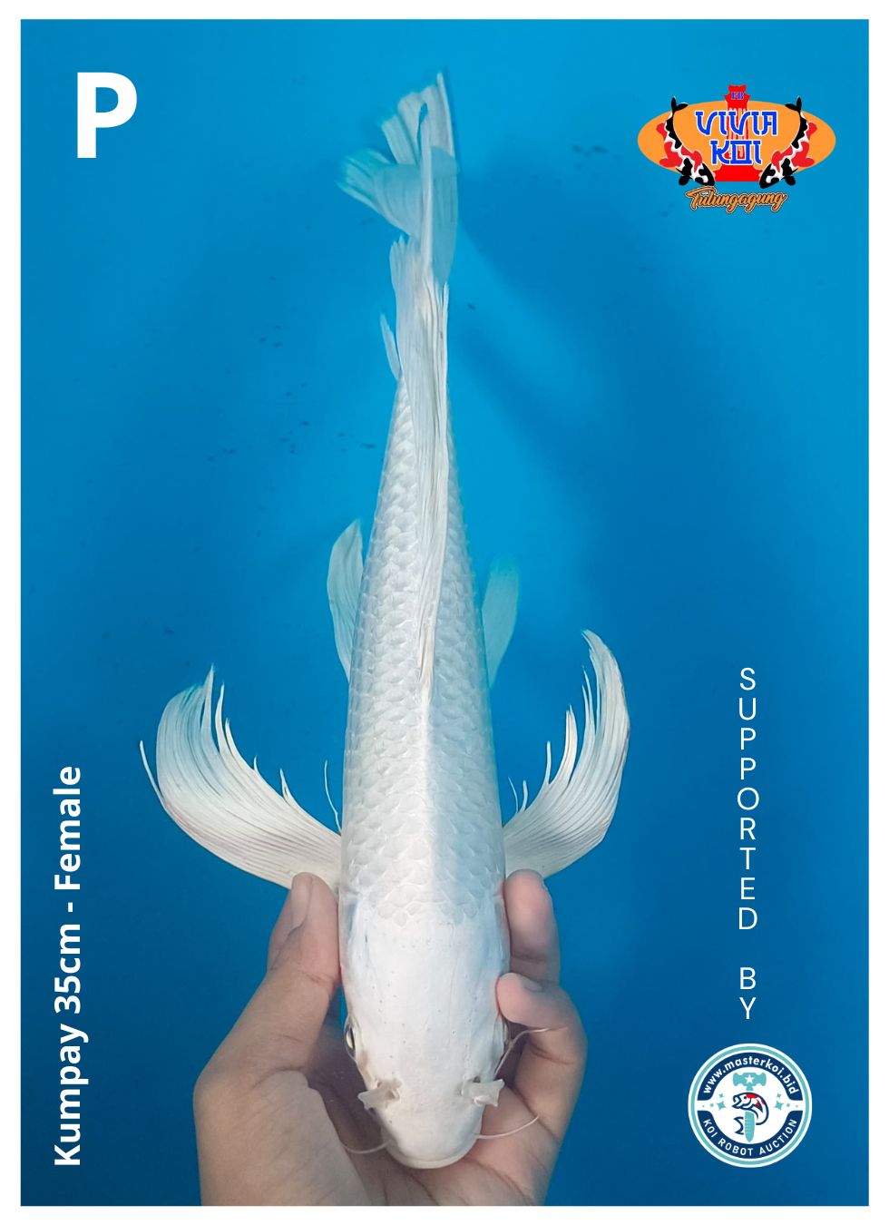KUMPAY 35cm