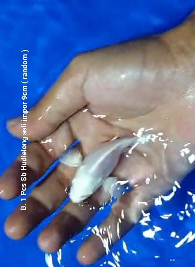 Ikan Koi 1 PCS IMPOR ASLI SB HUDIELONG GARANSI TIDAK CACAT TIDAK BOCOR 9cm, lelang koi 1 PCS IMPOR ASLI SB HUDIELONG GARANSI TIDAK CACAT TIDAK BOCOR 9cm, jual koi 1 PCS IMPOR ASLI SB HUDIELONG GARANSI TIDAK CACAT TIDAK BOCOR 9cm, beli koi 1 PCS IMPOR ASLI SB HUDIELONG GARANSI TIDAK CACAT TIDAK BOCOR 9cm, Lelang Koi Online, Jual Beli Ikan Koi, Pusat Jual Beli Koi, Info Lelang Koi Hari Ini, Platform Jual Beli Koi, Jual Beli Ikan Koi Online, Marketplace Ikan Koi, Jual Koi Terbaik, Tempat Beli Koi Berkualitas, Pasar Ikan Koi Online Terpercaya, Penjual Ikan Koi Terpercaya, Beli Koi Hias Online, Ikan Koi untuk Dijual, Koi Kualitas Terbaik, Toko Online Ikan Koi, Koi Hias Untuk Dijual, Jual Beli Ikan Koi Lokal, Koi Indonesia Online, Pusat Jual Beli Koi Terbesar