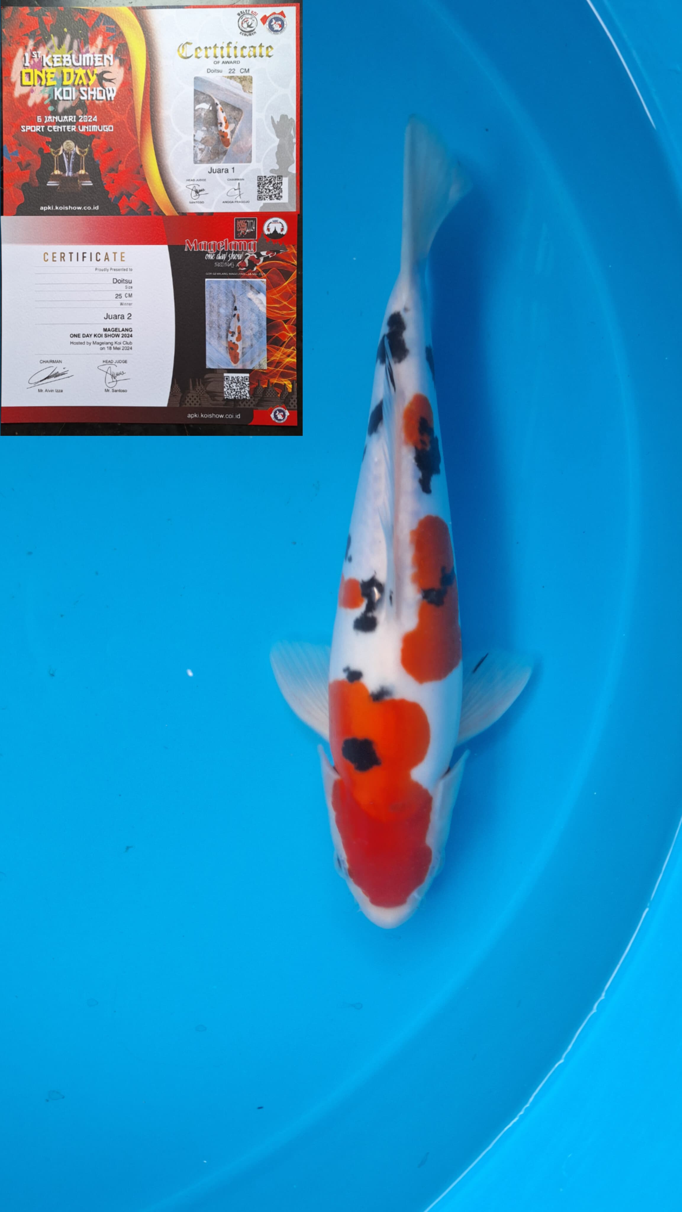 DOITSU SANKE KEBUMEN 25cm