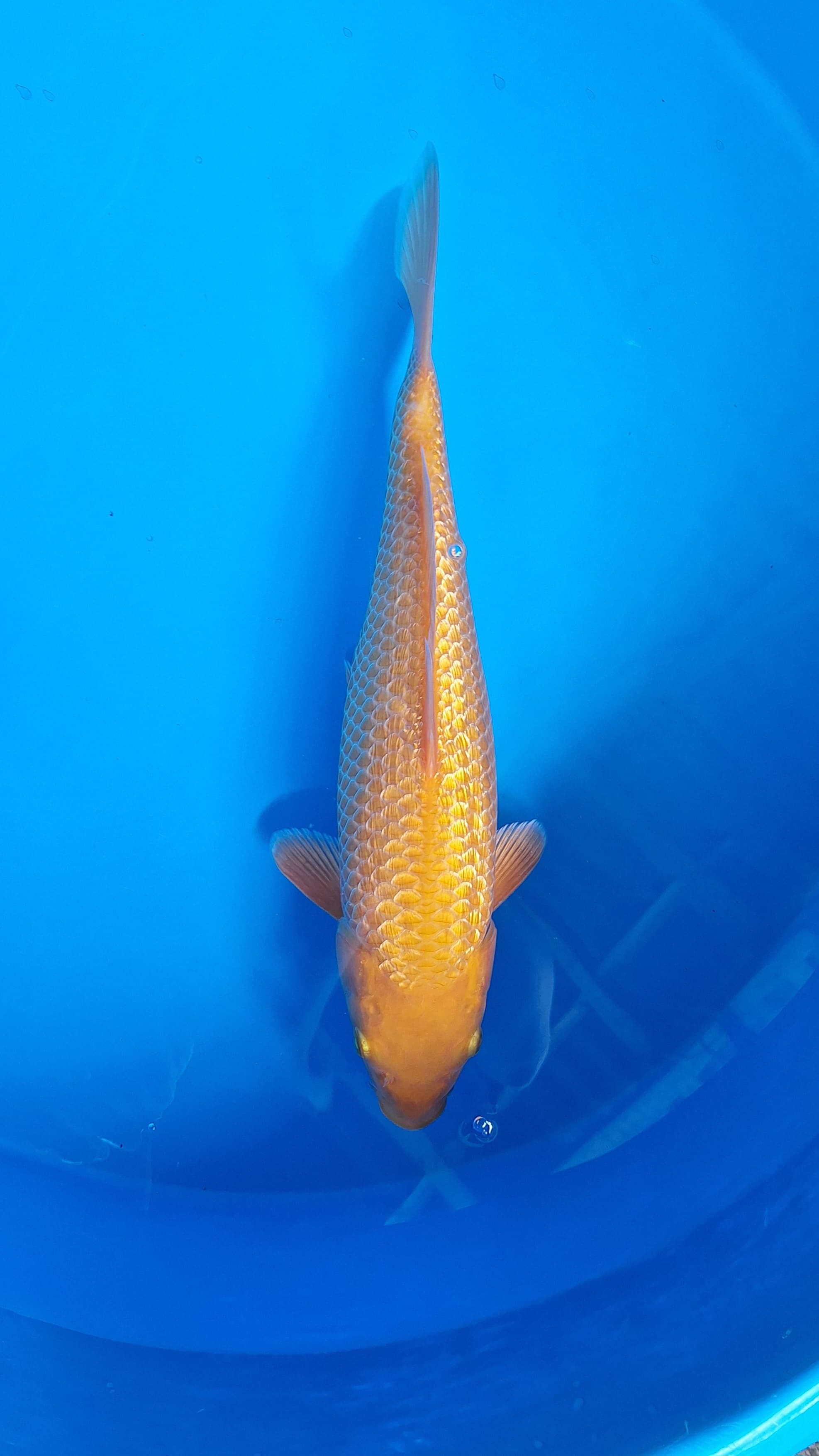 CARAMEL GINRIN KEBUMEN 33cm