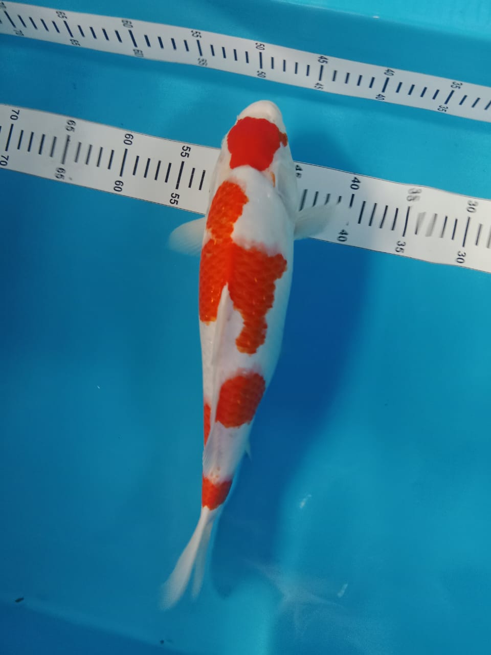 MARUTEN KOHAKU BER PUNUK 40cm