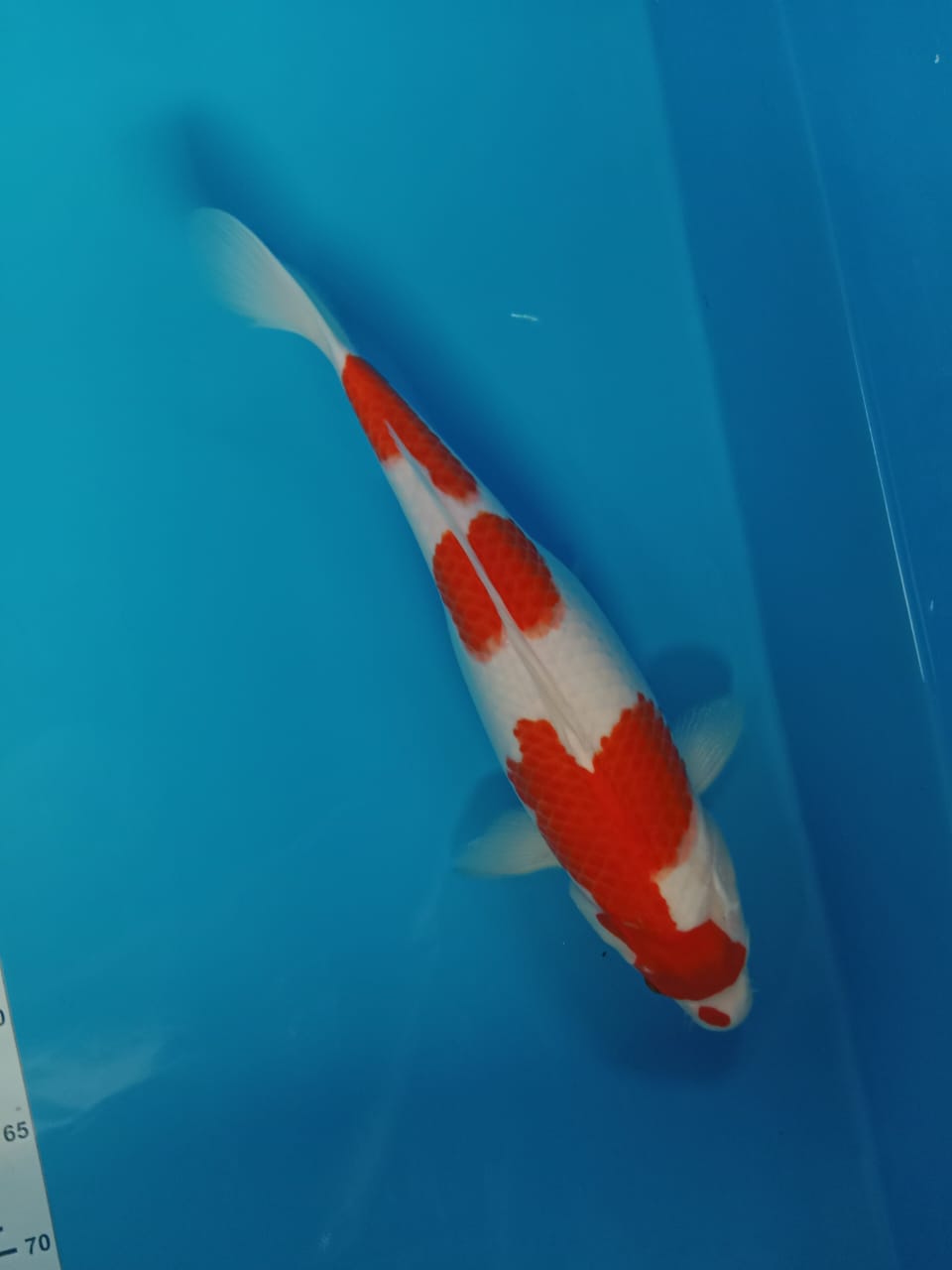 KOHAKU BER PUNUK 41cm