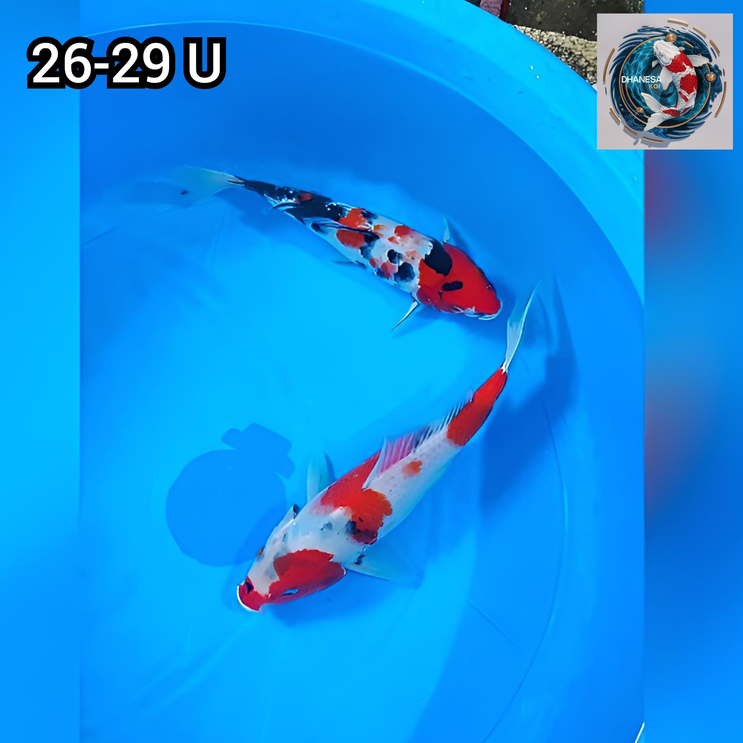 DUO KINDAI SHOWA ORIGINAL 2629cm